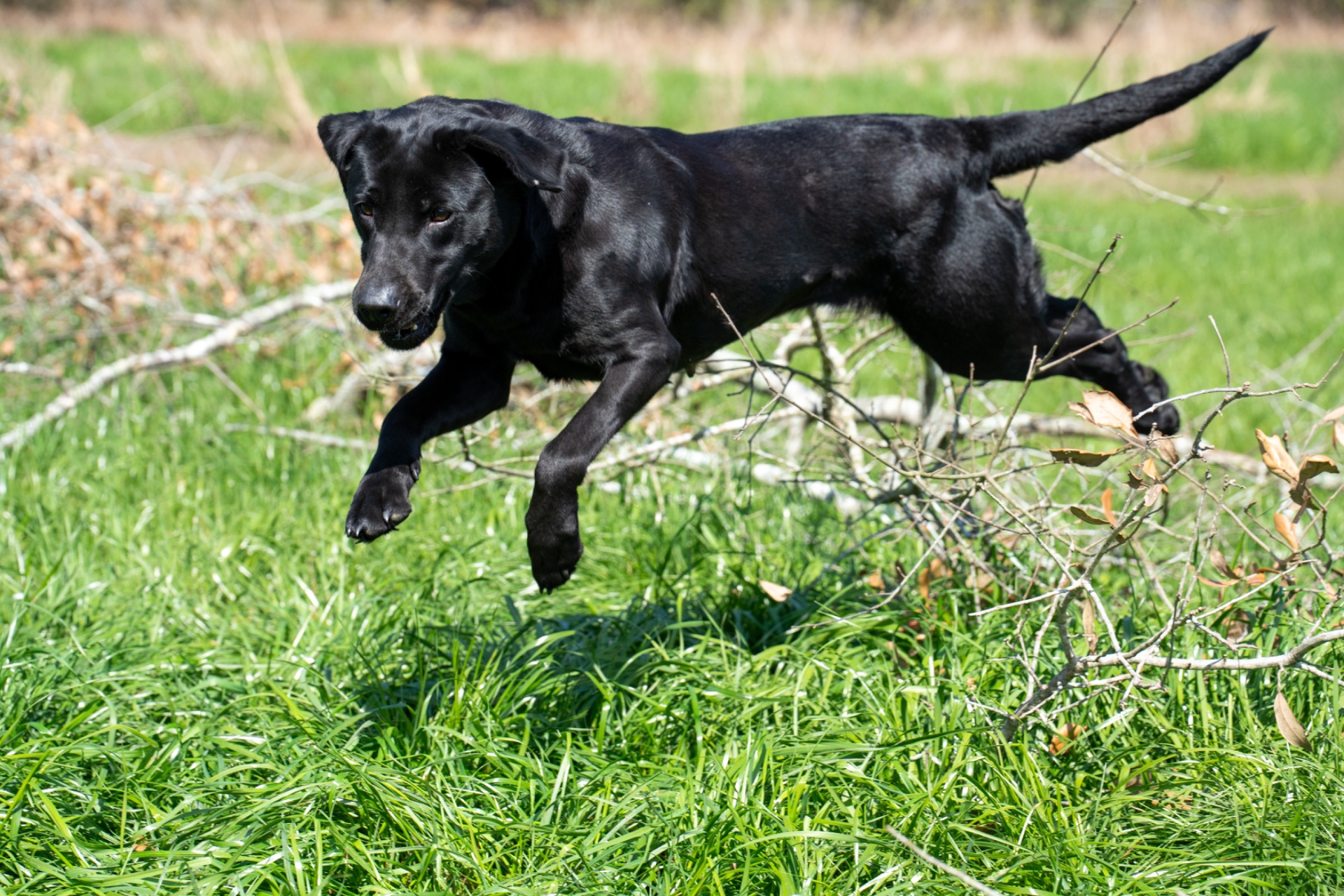 Grace B "ace's Grace Of Goose" photo 8