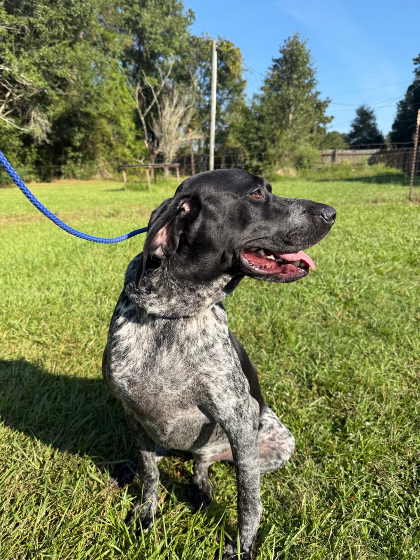 kimber - German Shorthaired Pointer