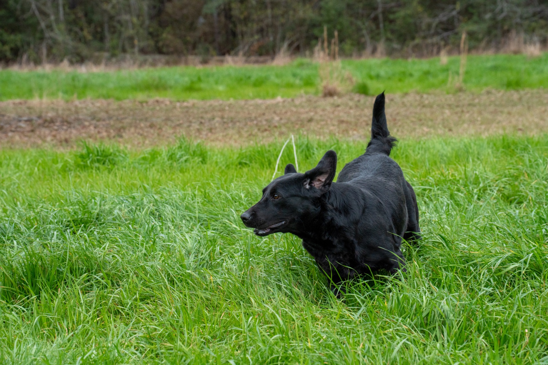 Lizzy B "ace's Lizzy Of Beauty" photo 2