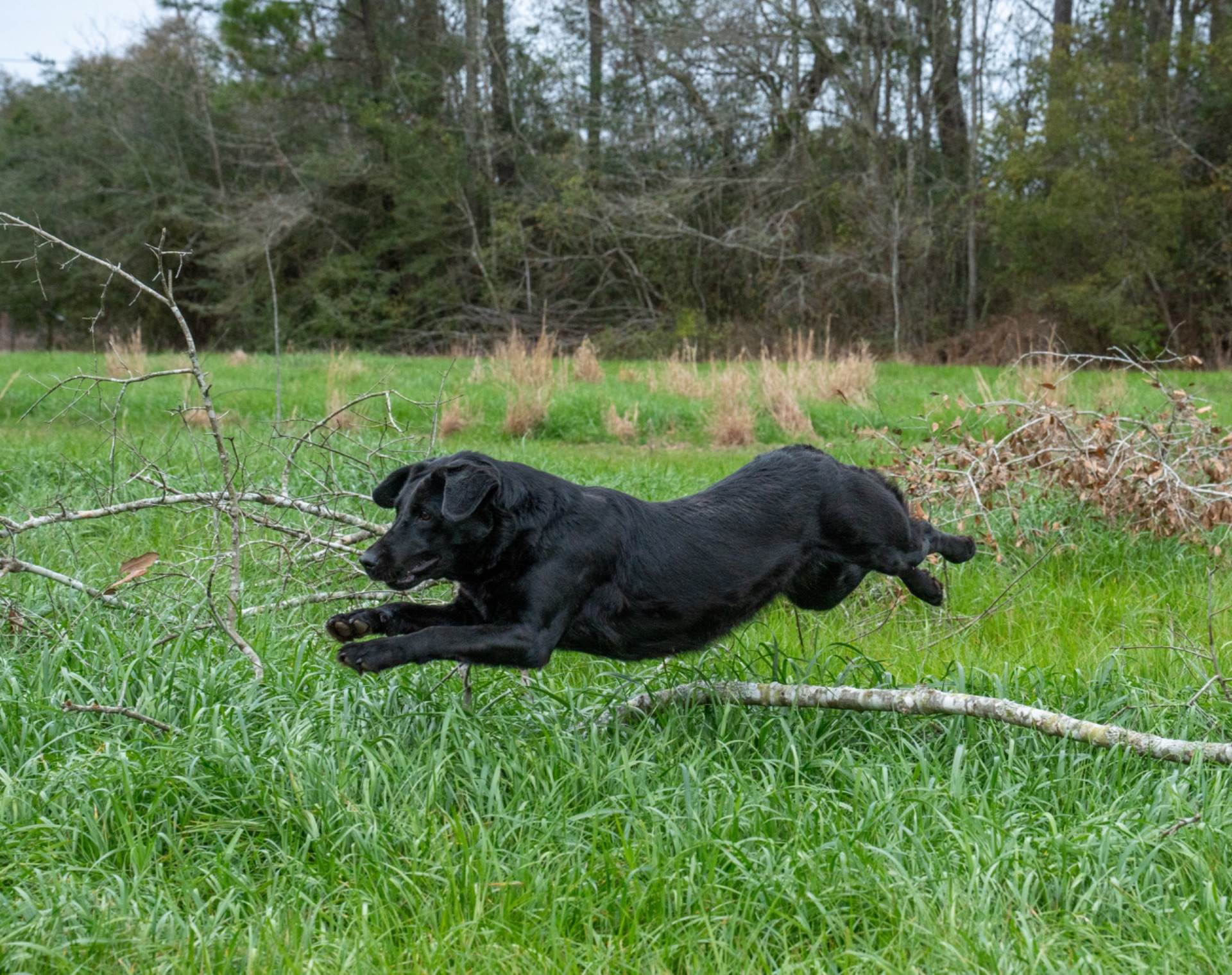 Lizzy B "ace's Lizzy Of Beauty"