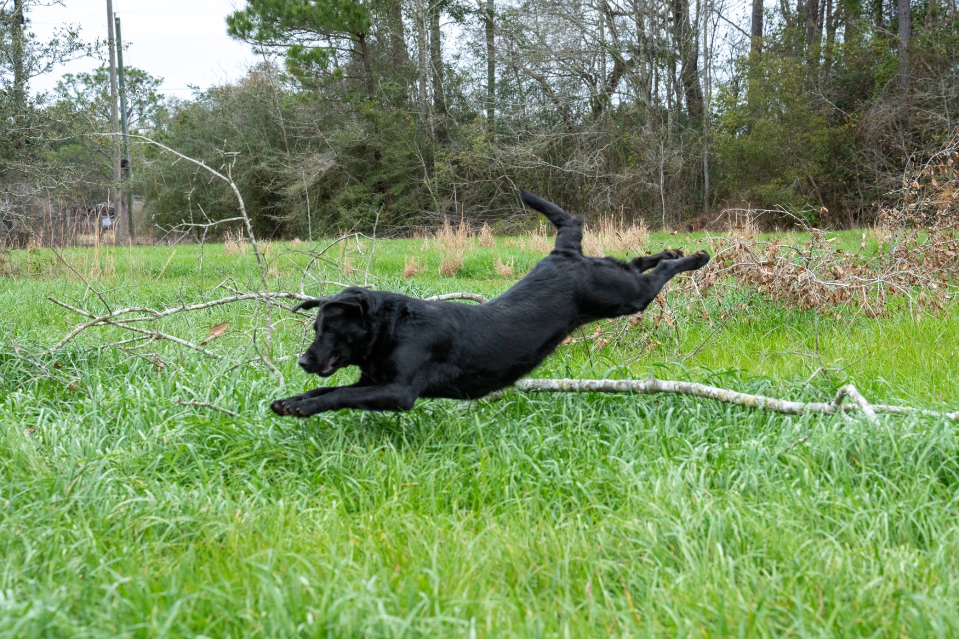 Lizzy B "ace's Lizzy Of Beauty" photo 3