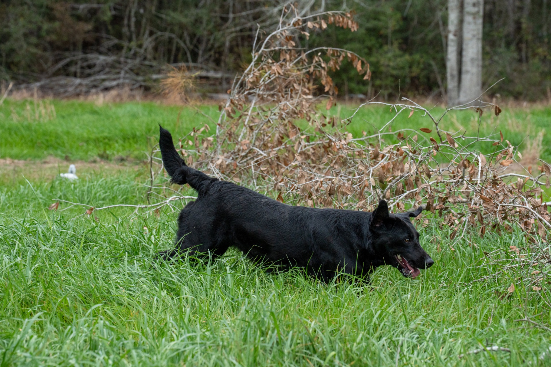 Lizzy B "ace's Lizzy Of Beauty" photo 4