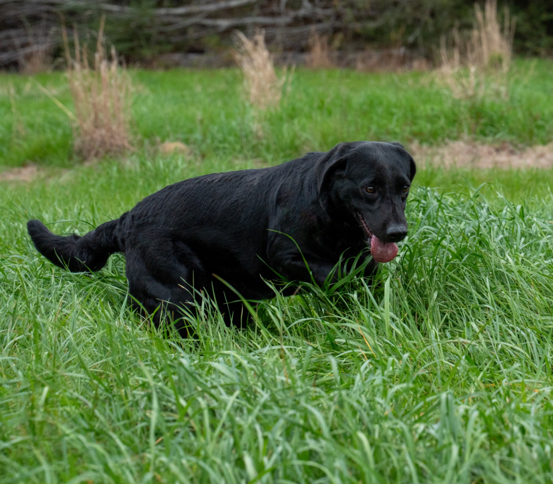 Lizzy B "ace's Lizzy Of Beauty" photo 5