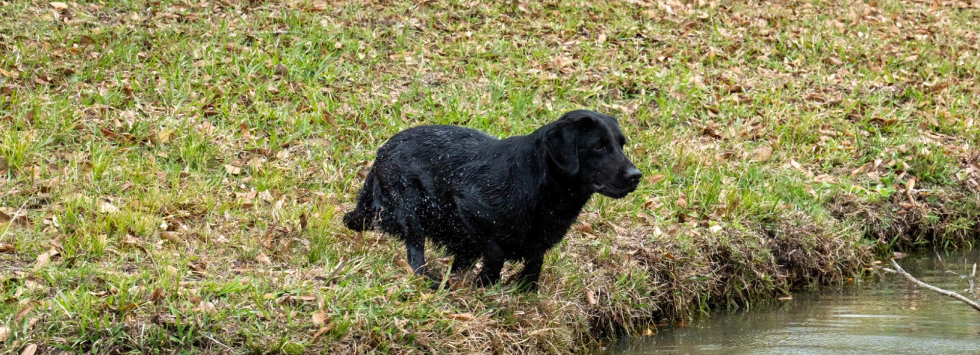 Lizzy B "ace's Lizzy Of Beauty" photo 6