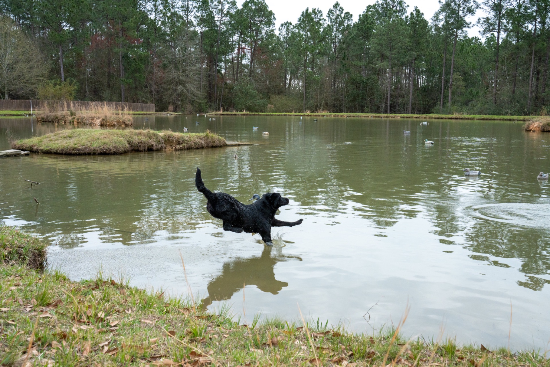 Lizzy B "ace's Lizzy Of Beauty" photo 8