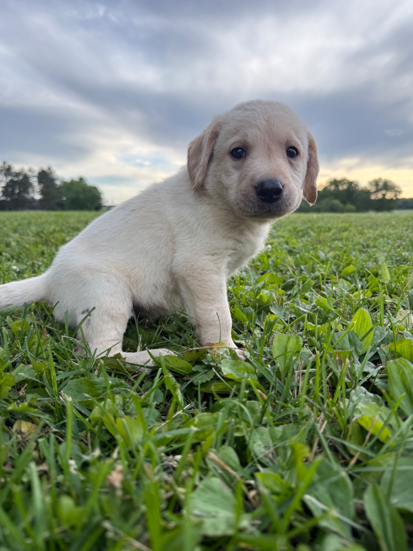 Gunner (Purple Collar)