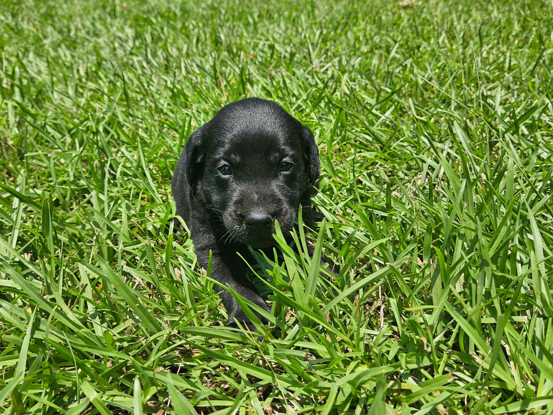 Toby 26 photo 6