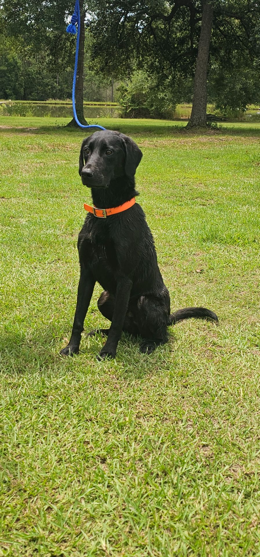brody long - Labrador Retriever