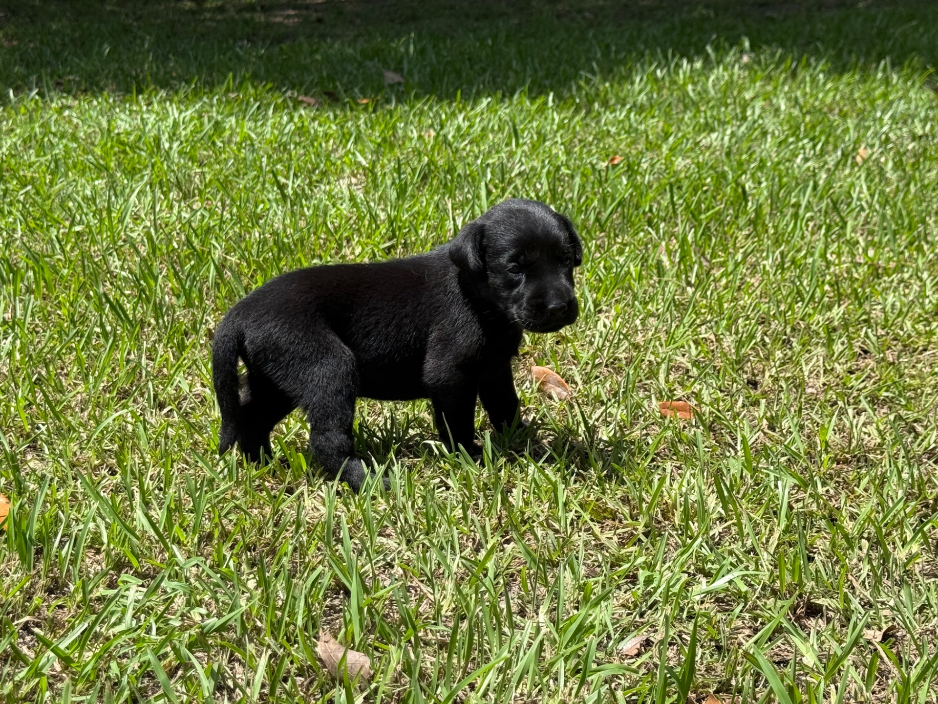 Birdie 26 photo 4