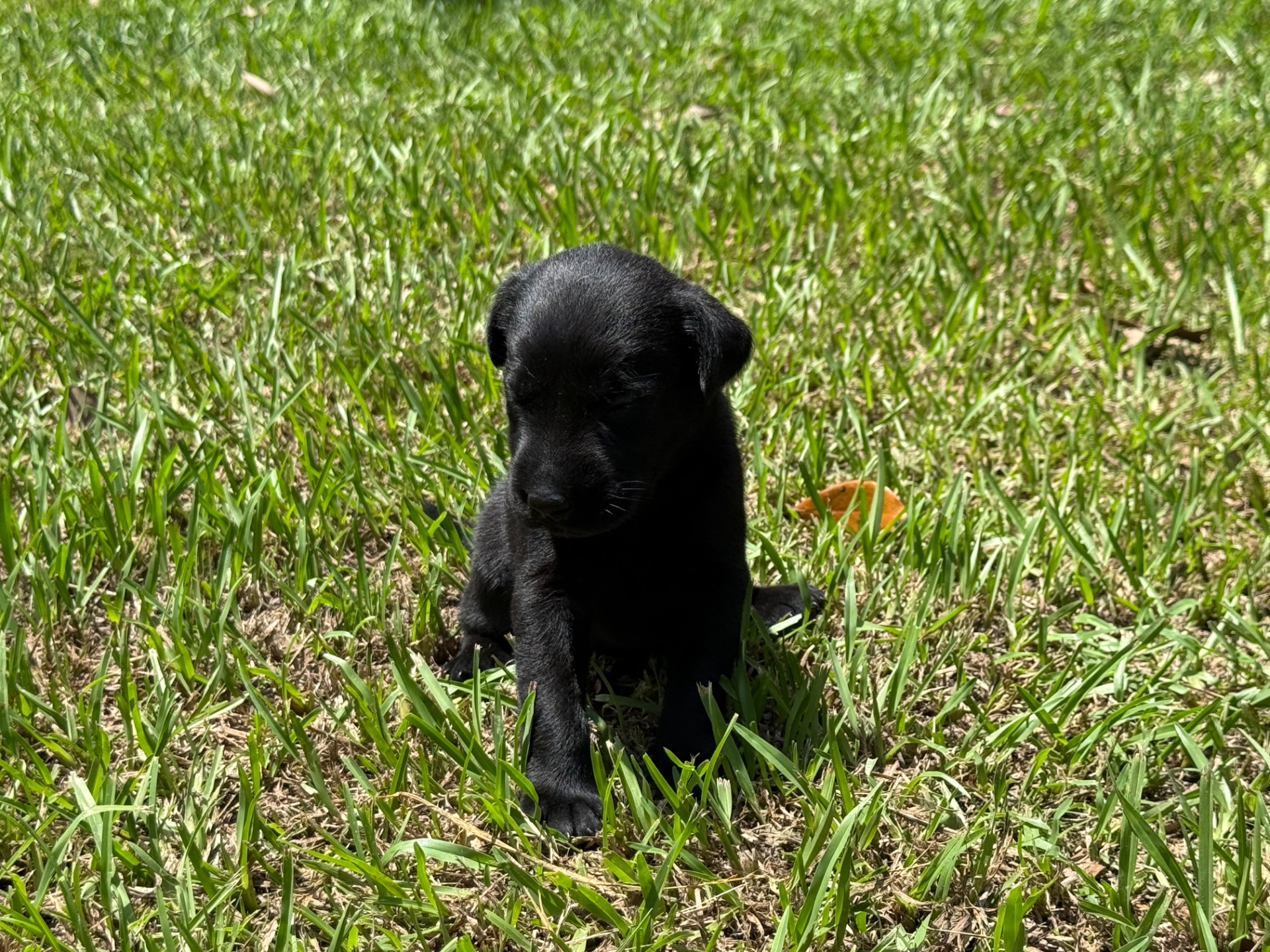 Birdie 26 photo 5