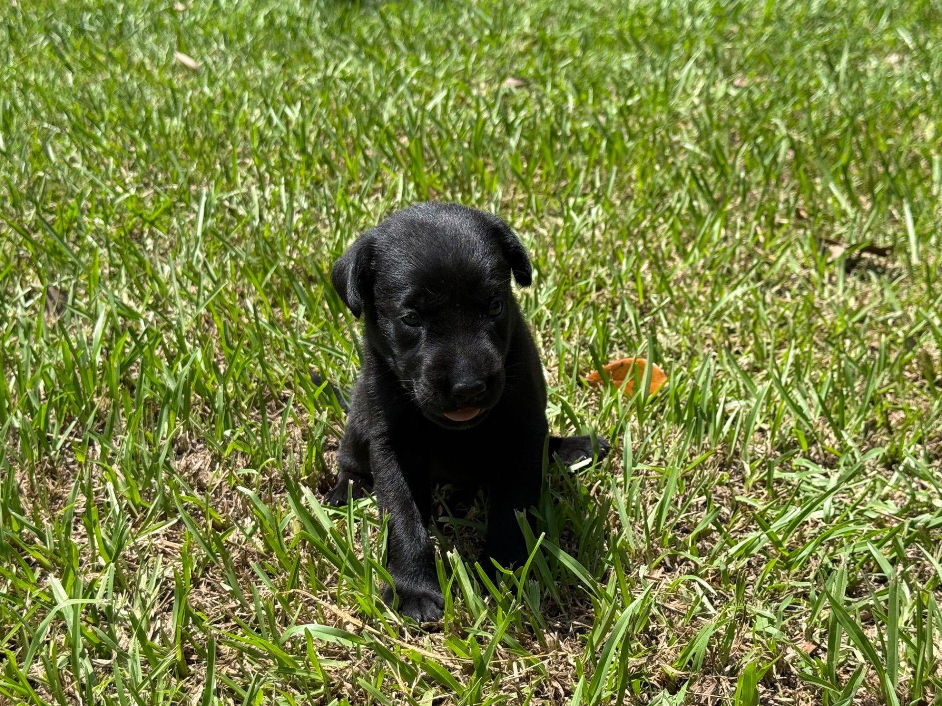 Birdie 26 photo 6