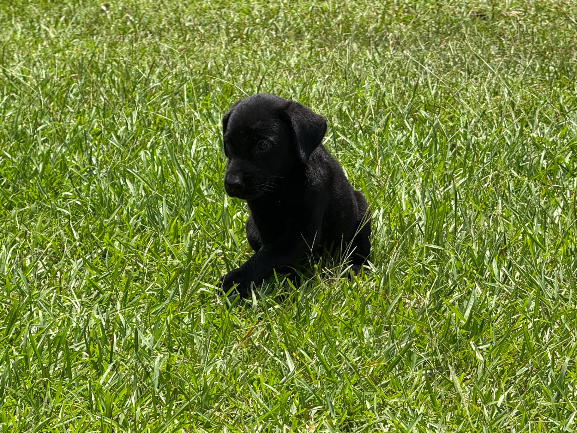 Birdie 26 photo 7