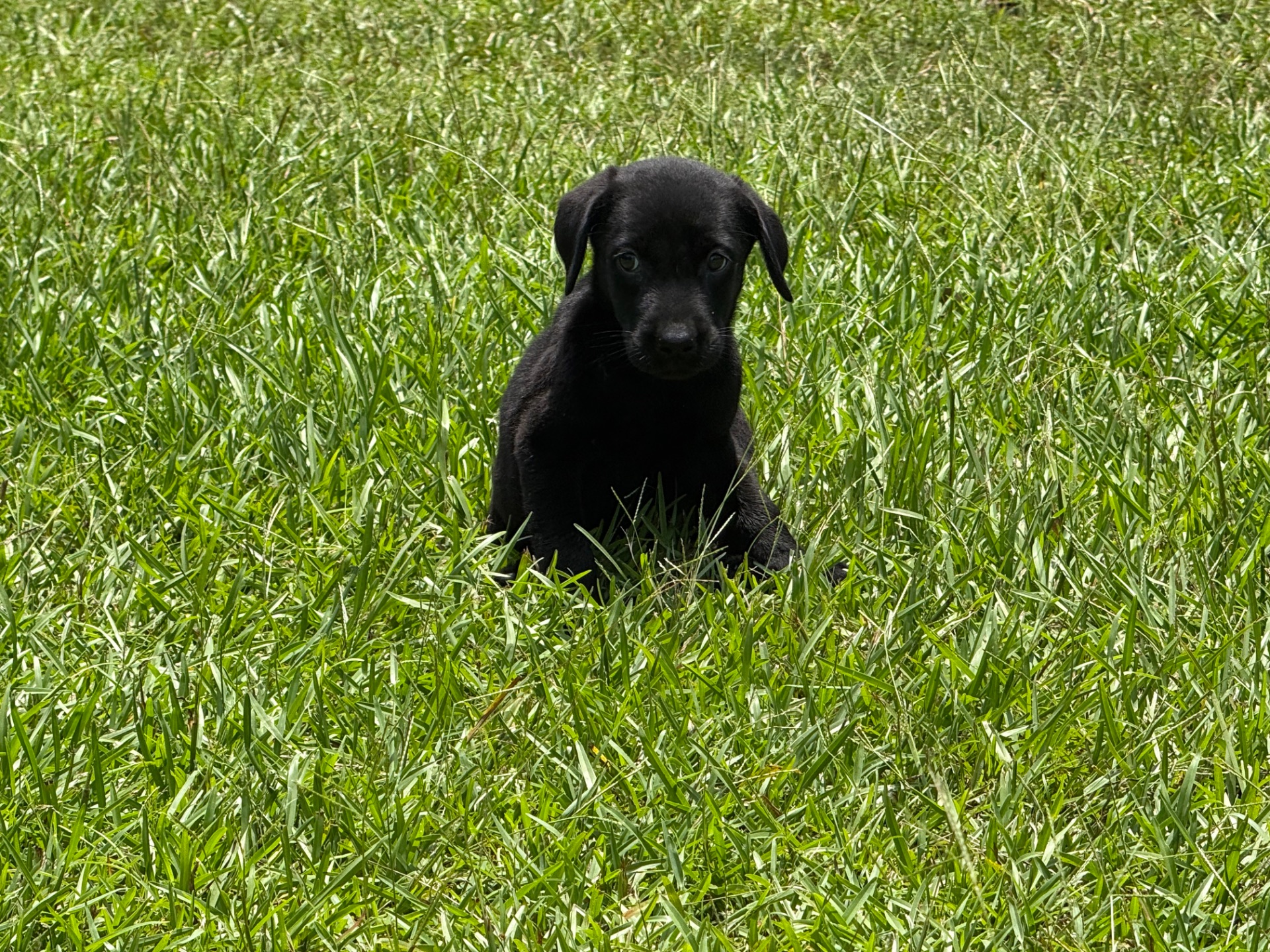 Birdie 26 photo 8