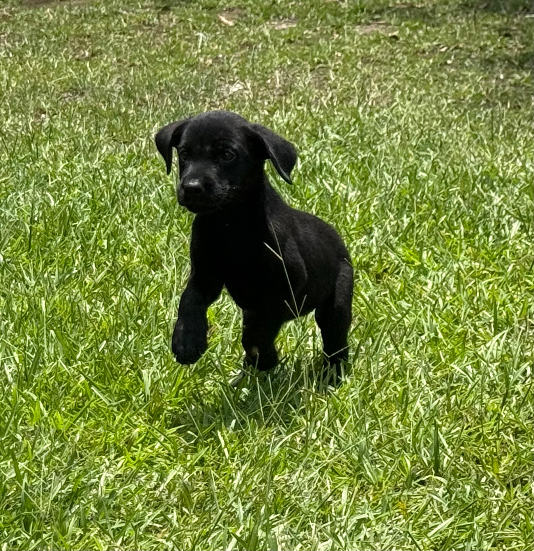 Birdie 26 photo 9