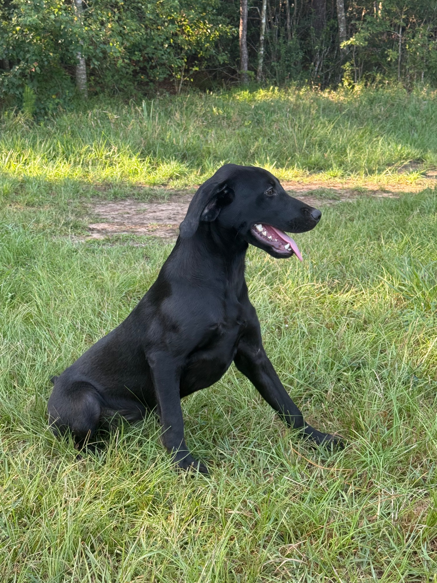 Blue 26, Labrador Retriever