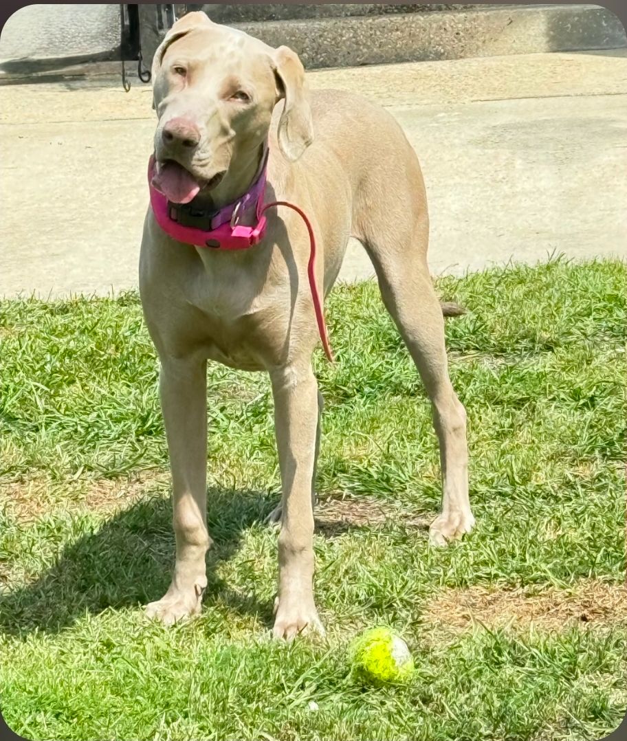 zellie n - Weimaraner