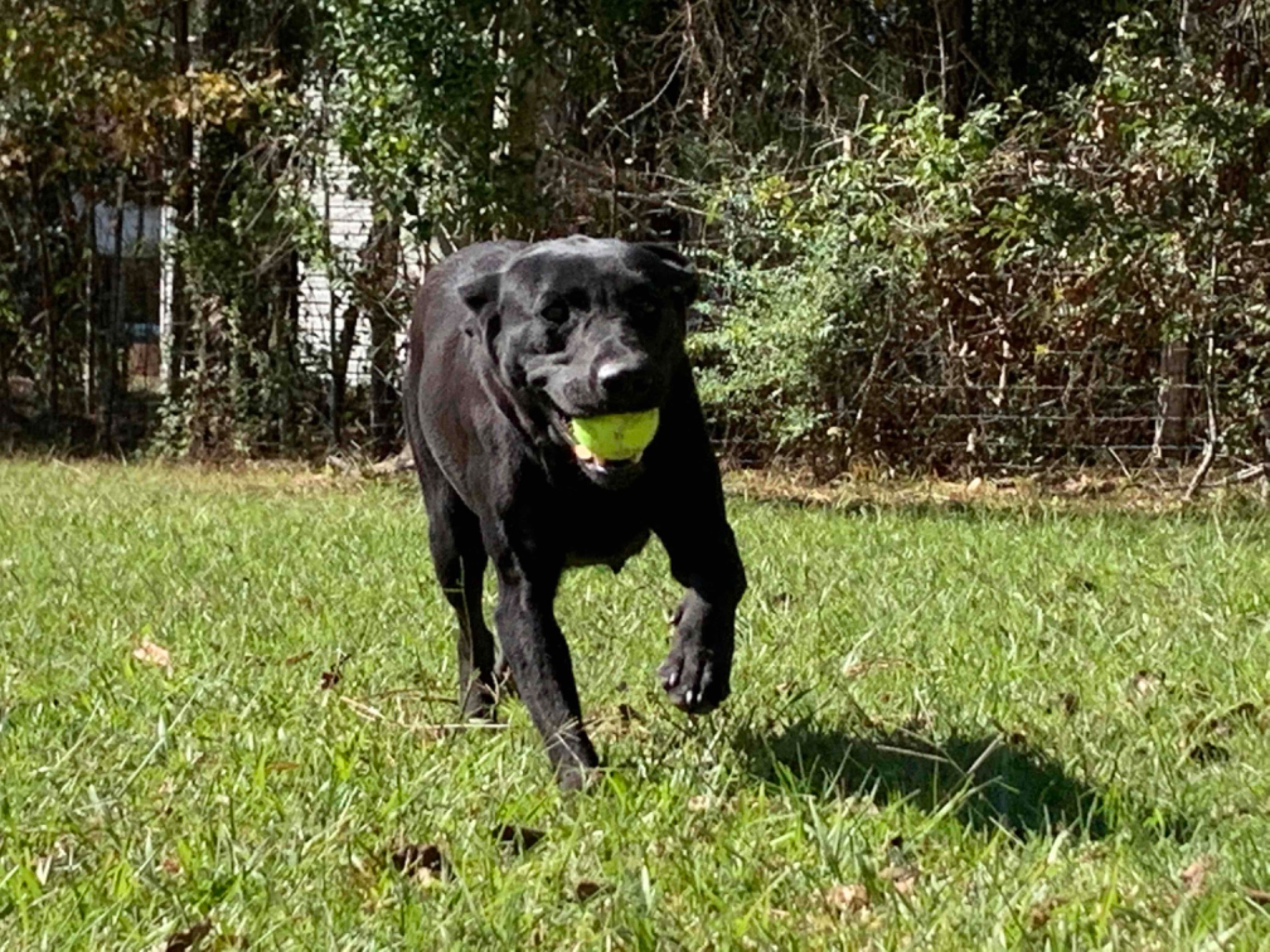 Sage B "Ace's Sage Of Goose"