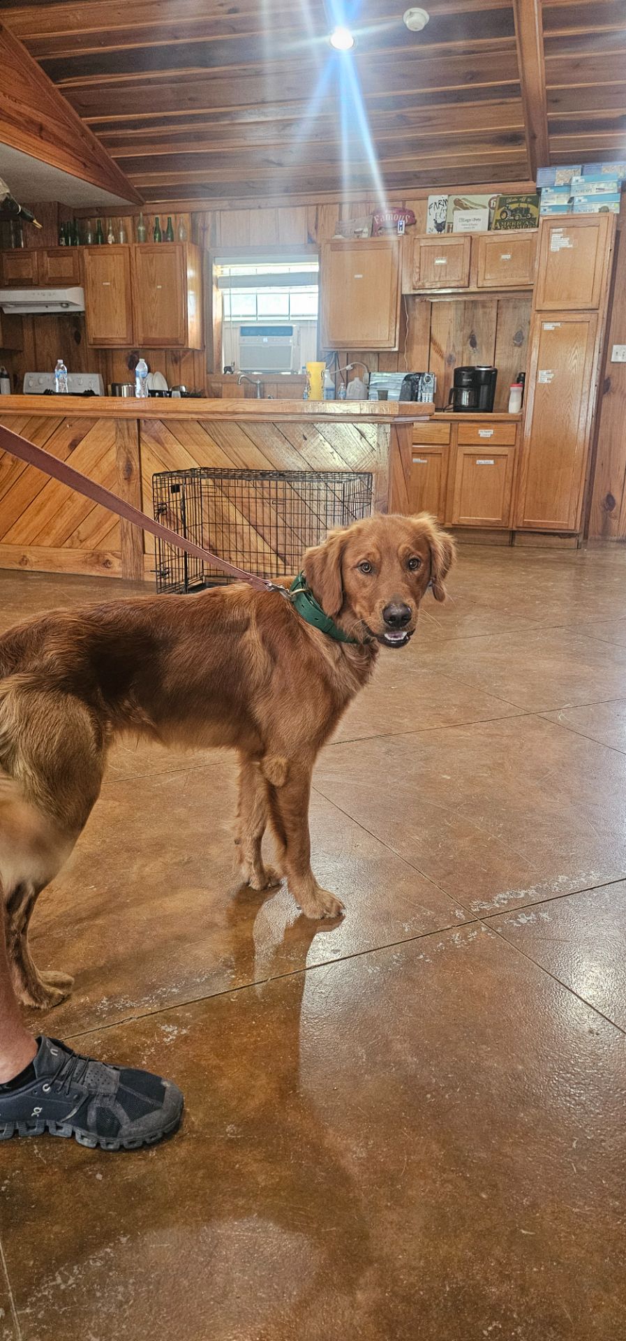 Captain - Golden Retriever