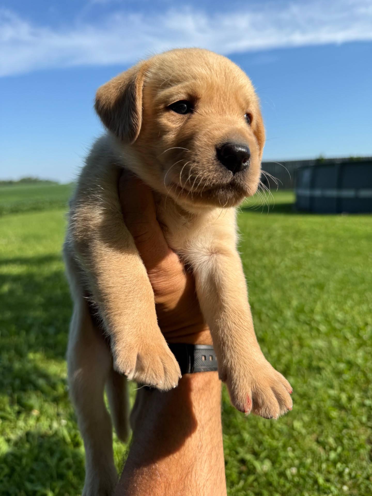 Rusty