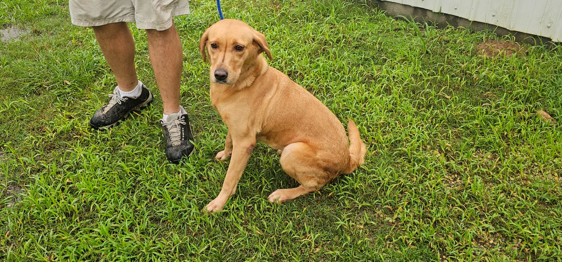 Sandy Leche - Labrador Retriever
