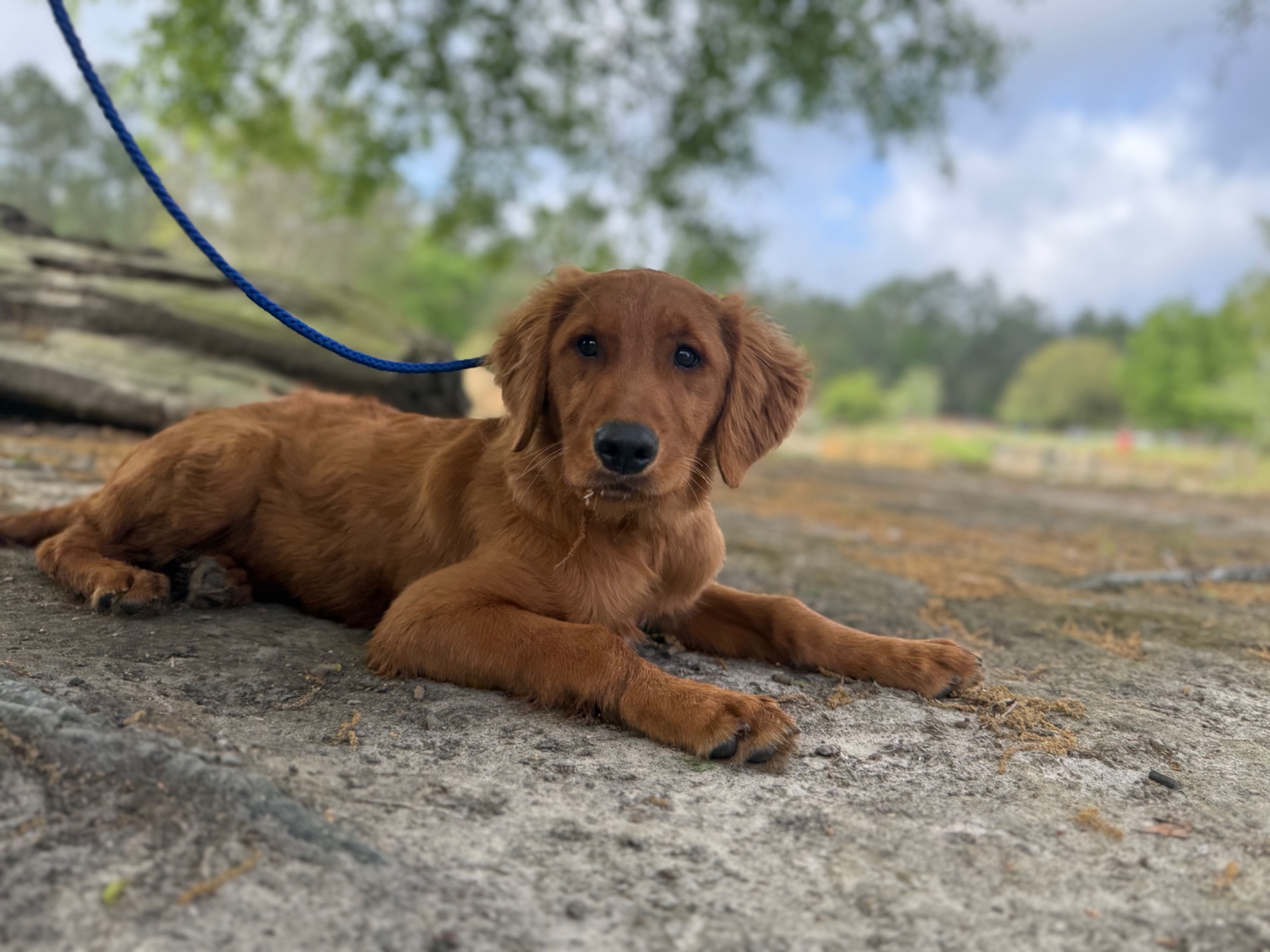 Teddy L - Golden Retriever