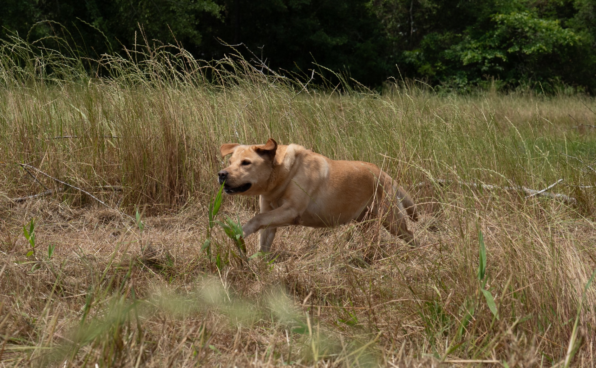 Jallie "Ace's Jallie of Claire" photo 2