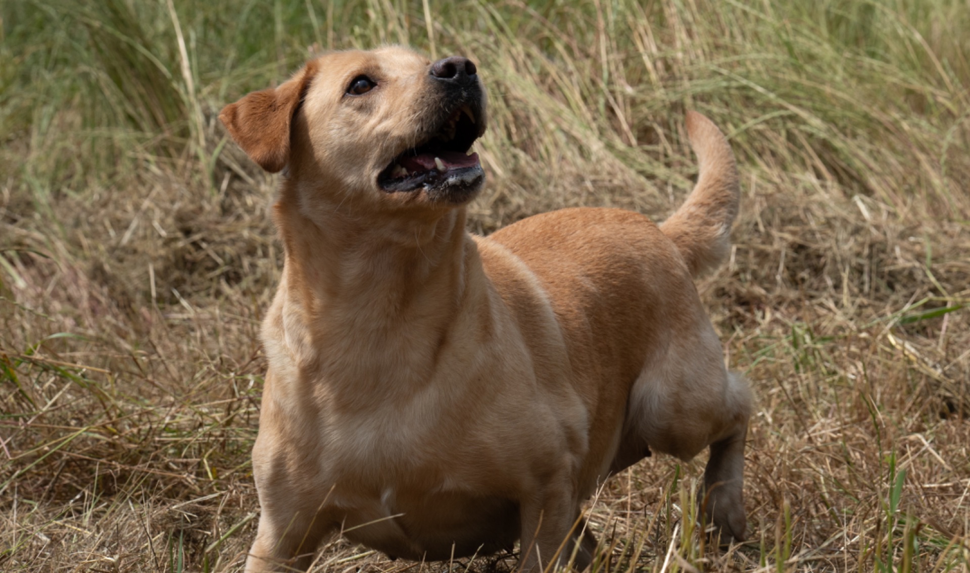 Jallie "Ace's Jallie of Claire"