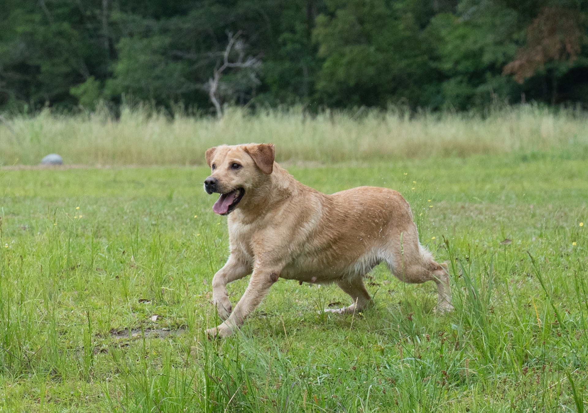 Jallie "Ace's Jallie of Claire" photo 3