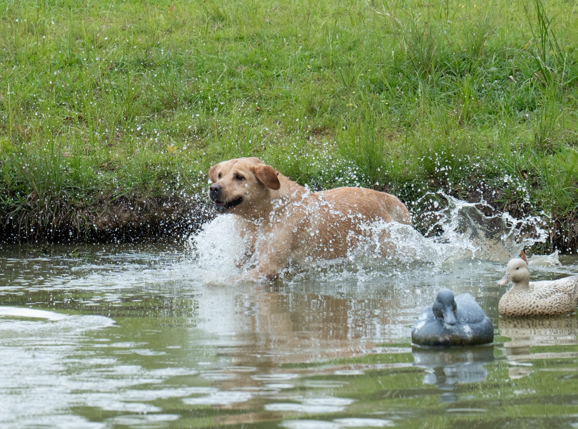 Jallie "Ace's Jallie of Claire" photo 4