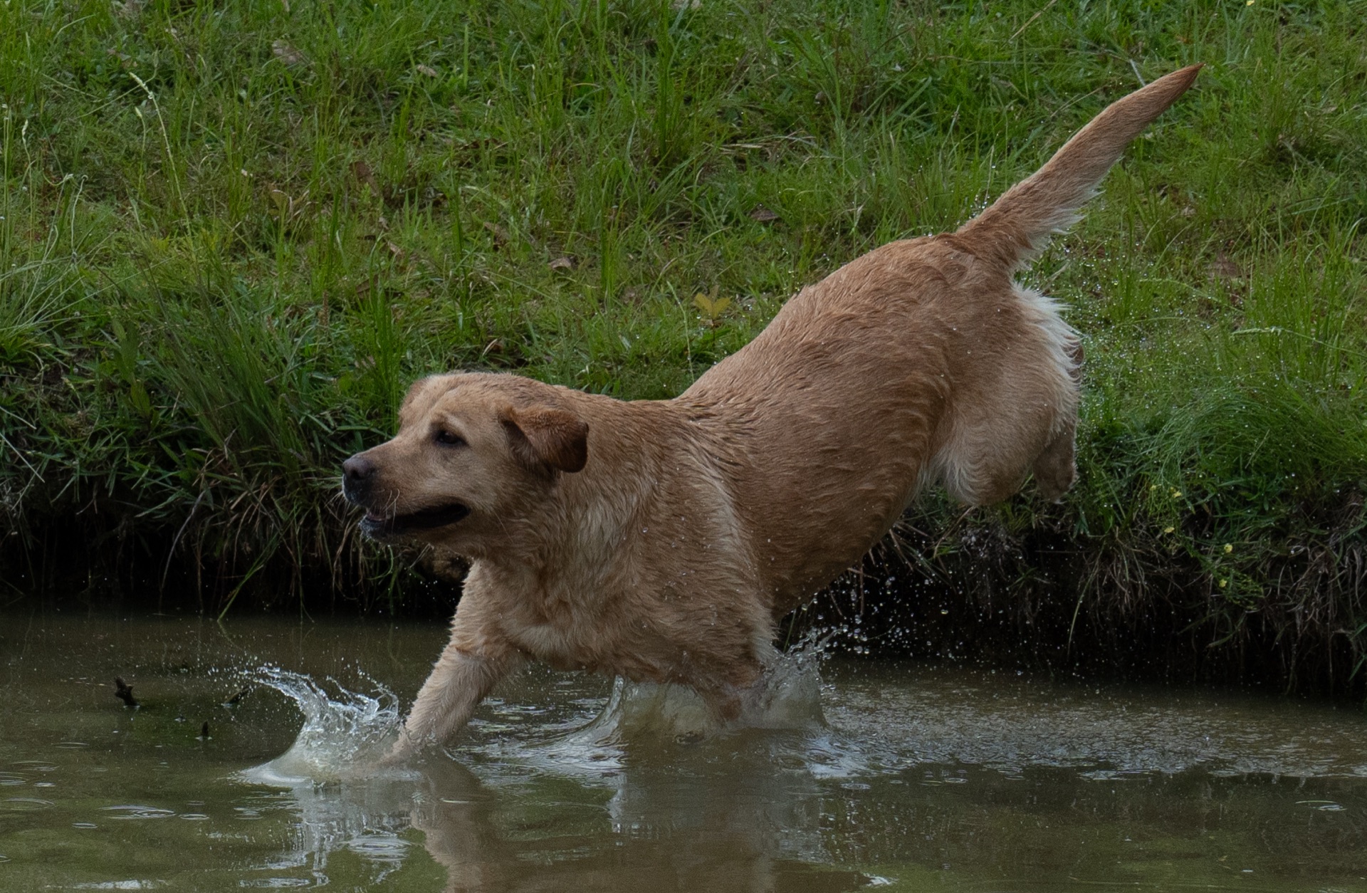 Jallie "Ace's Jallie of Claire" photo 5