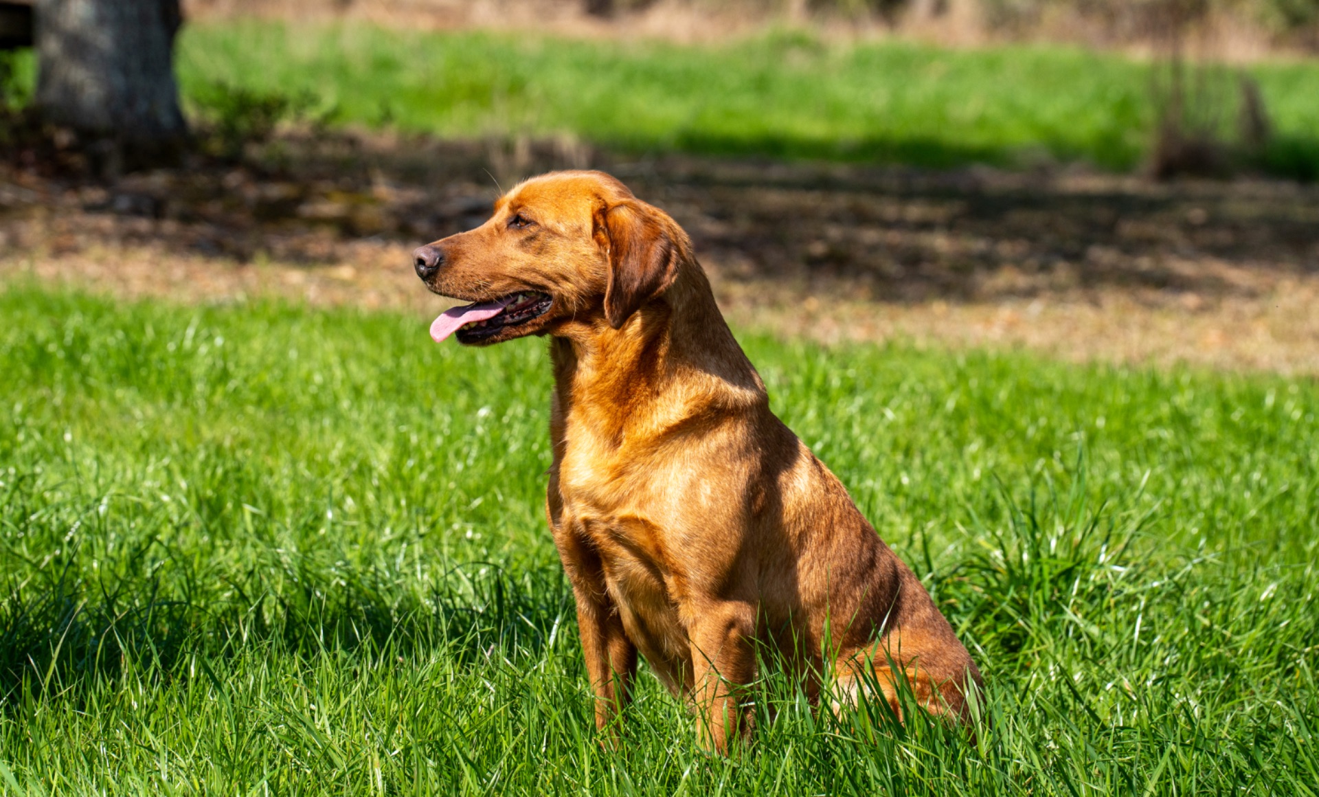 Luci B "Ace's Luci of Lil O Reba"