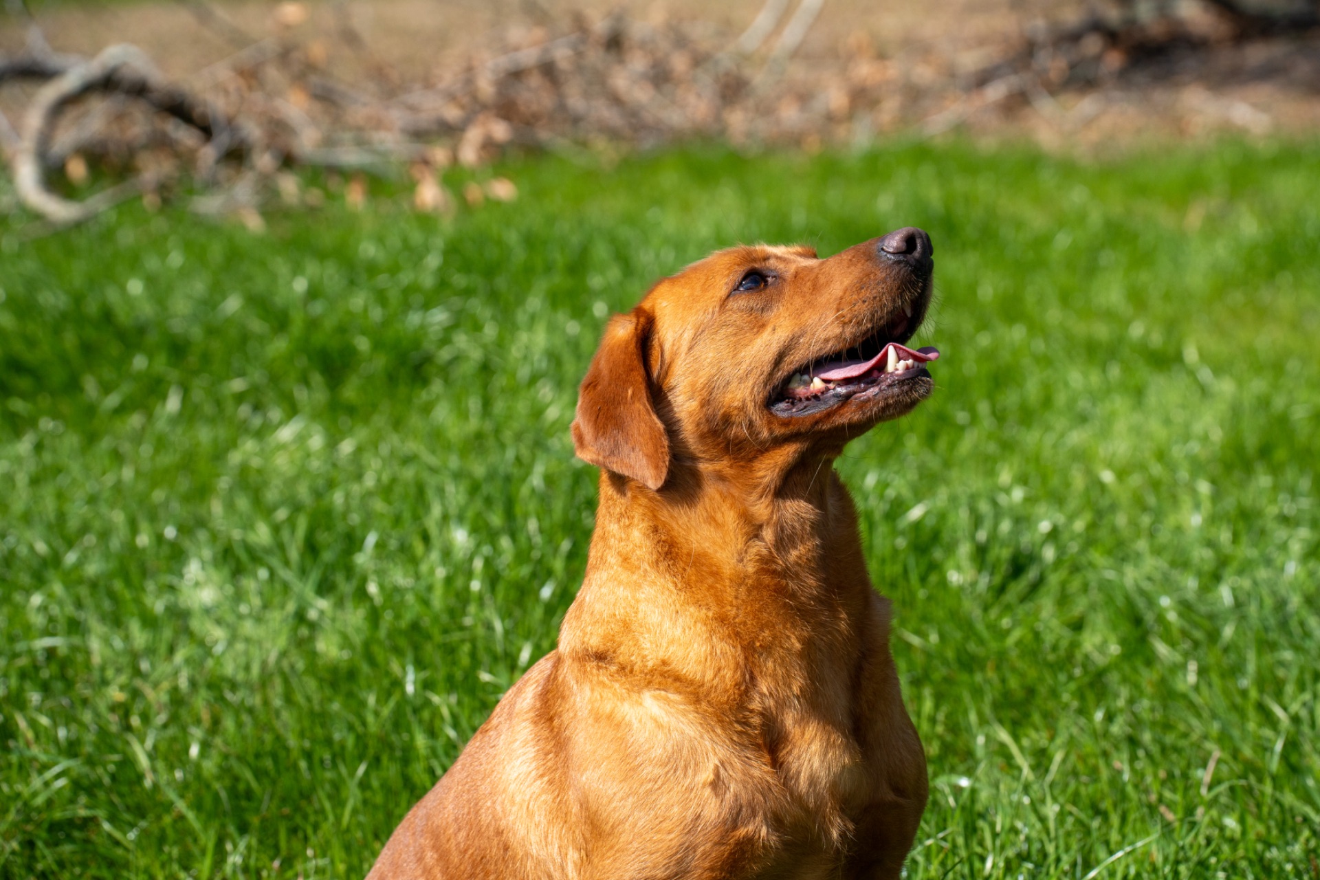 Luci B "Ace's Luci of Lil O Reba" photo 2