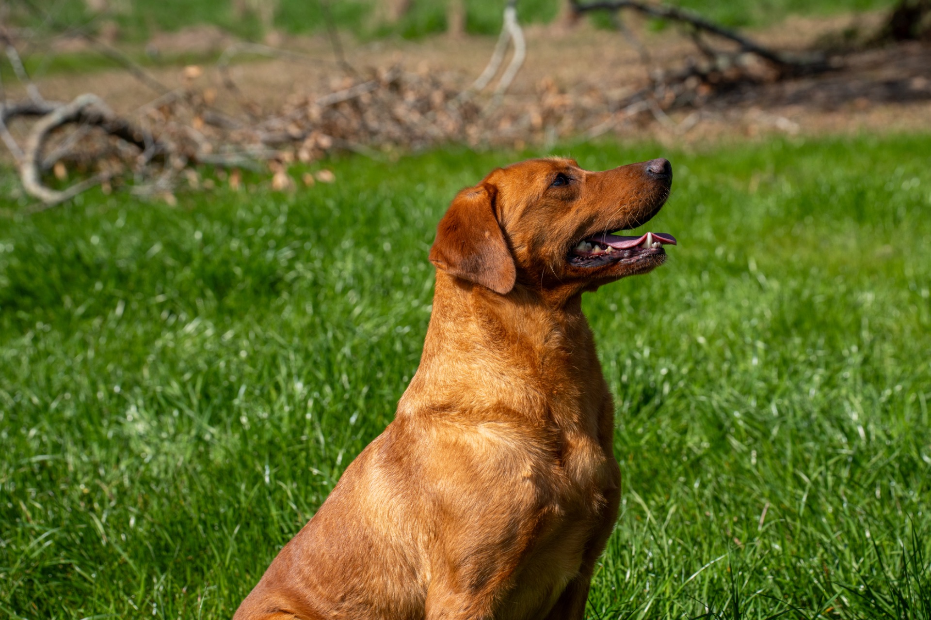 Luci B "Ace's Luci of Lil O Reba" photo 3