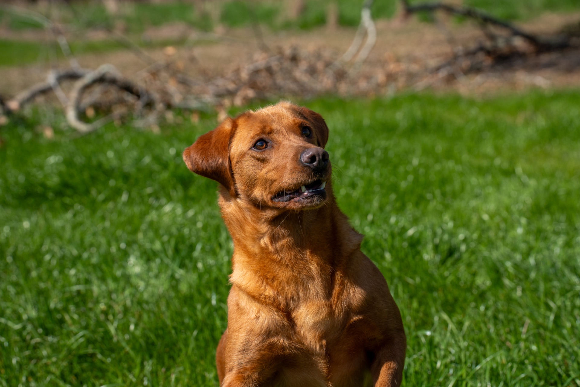 Luci B "Ace's Luci of Lil O Reba" photo 4