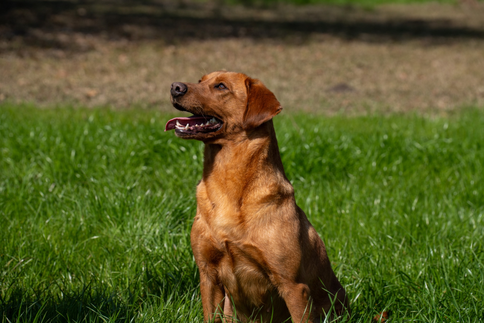 Luci B "Ace's Luci of Lil O Reba" photo 5