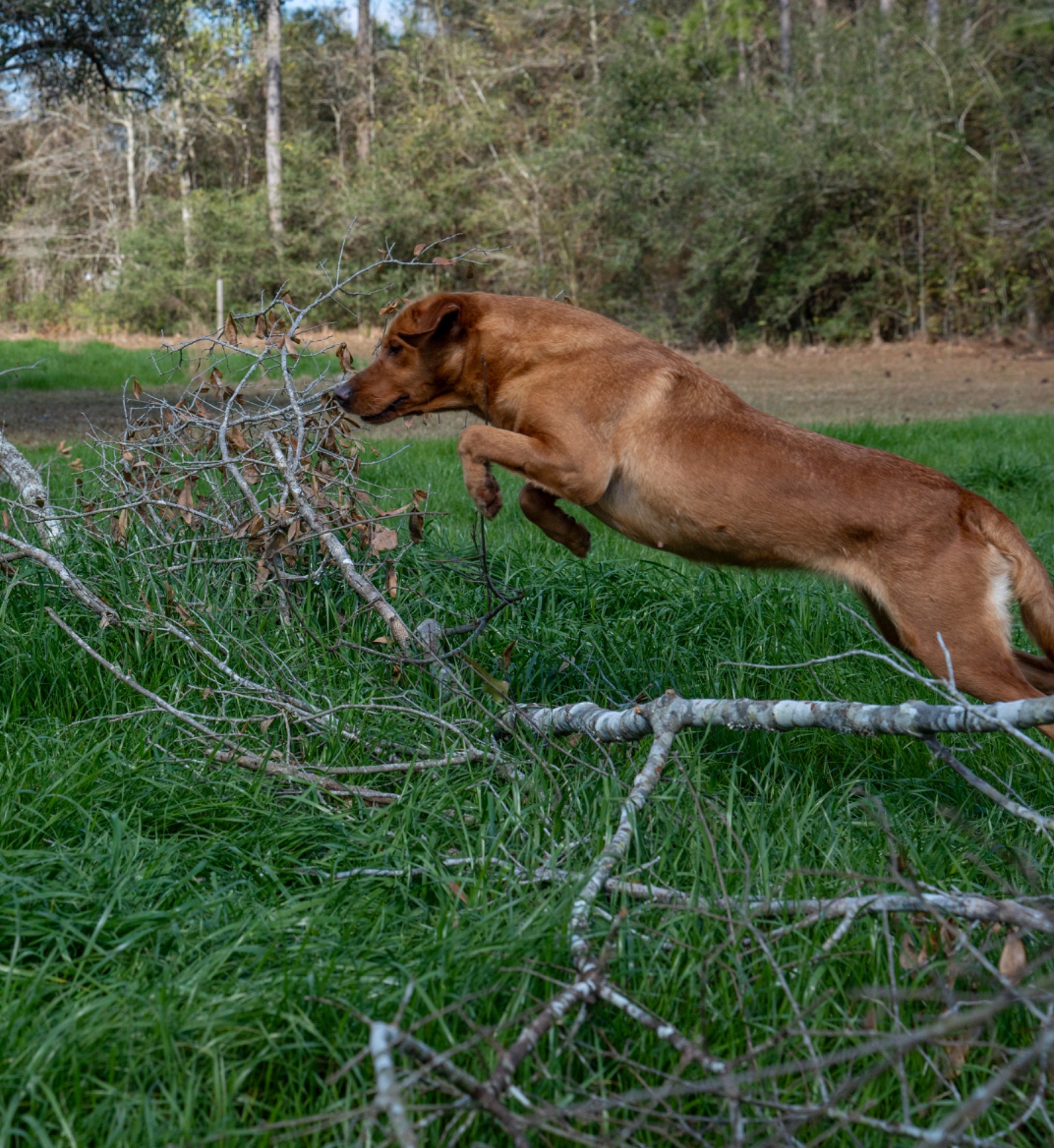 Luci B "Ace's Luci of Lil O Reba" photo 6