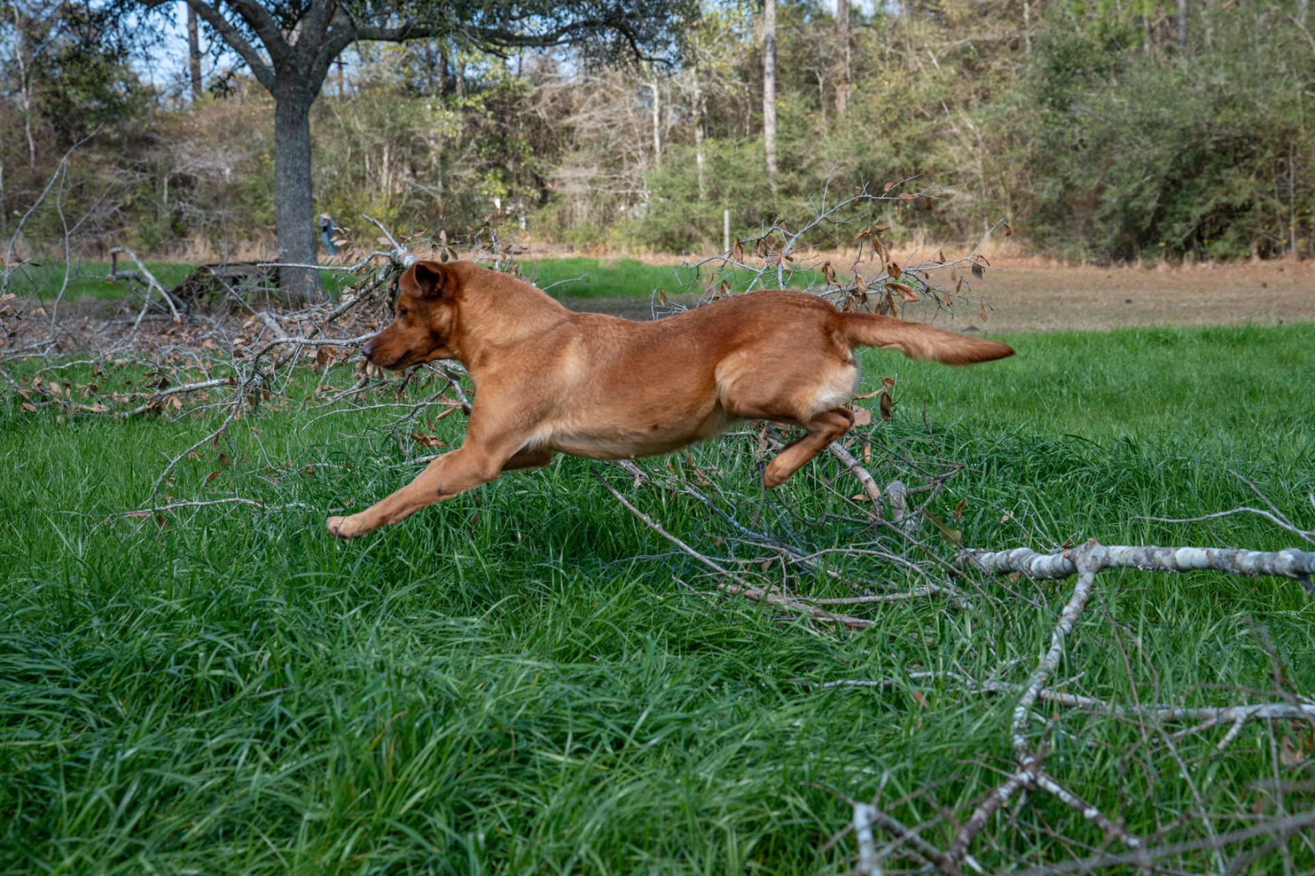 Luci B "Ace's Luci of Lil O Reba" photo 7