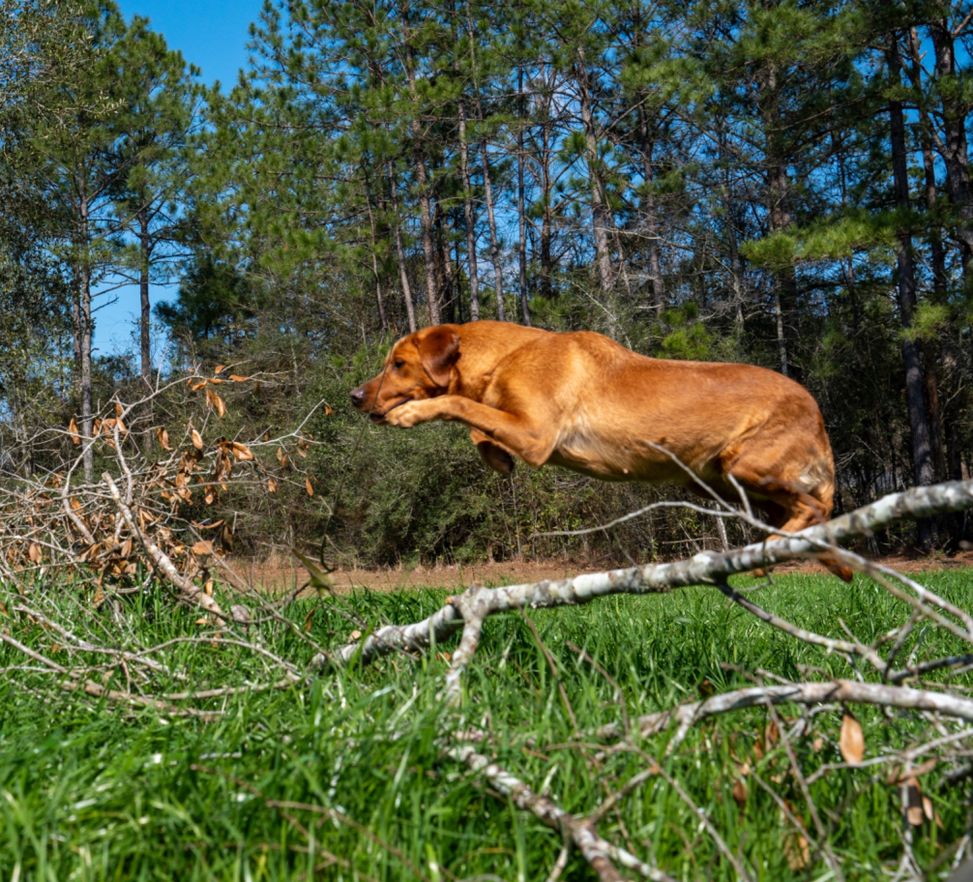 Luci B "Ace's Luci of Lil O Reba" photo 8