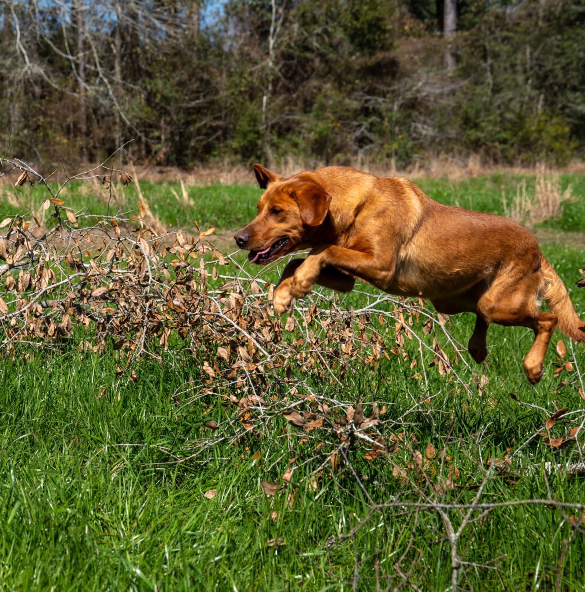 Luci B "Ace's Luci of Lil O Reba" photo 9