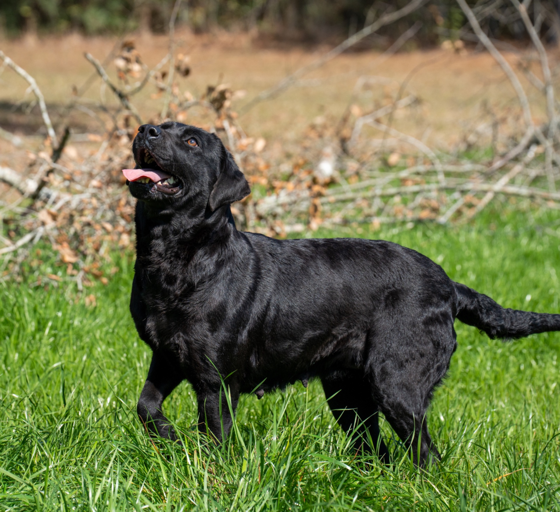 Rose B "Ace's Elite Rose B of Balnaguard Thunder"