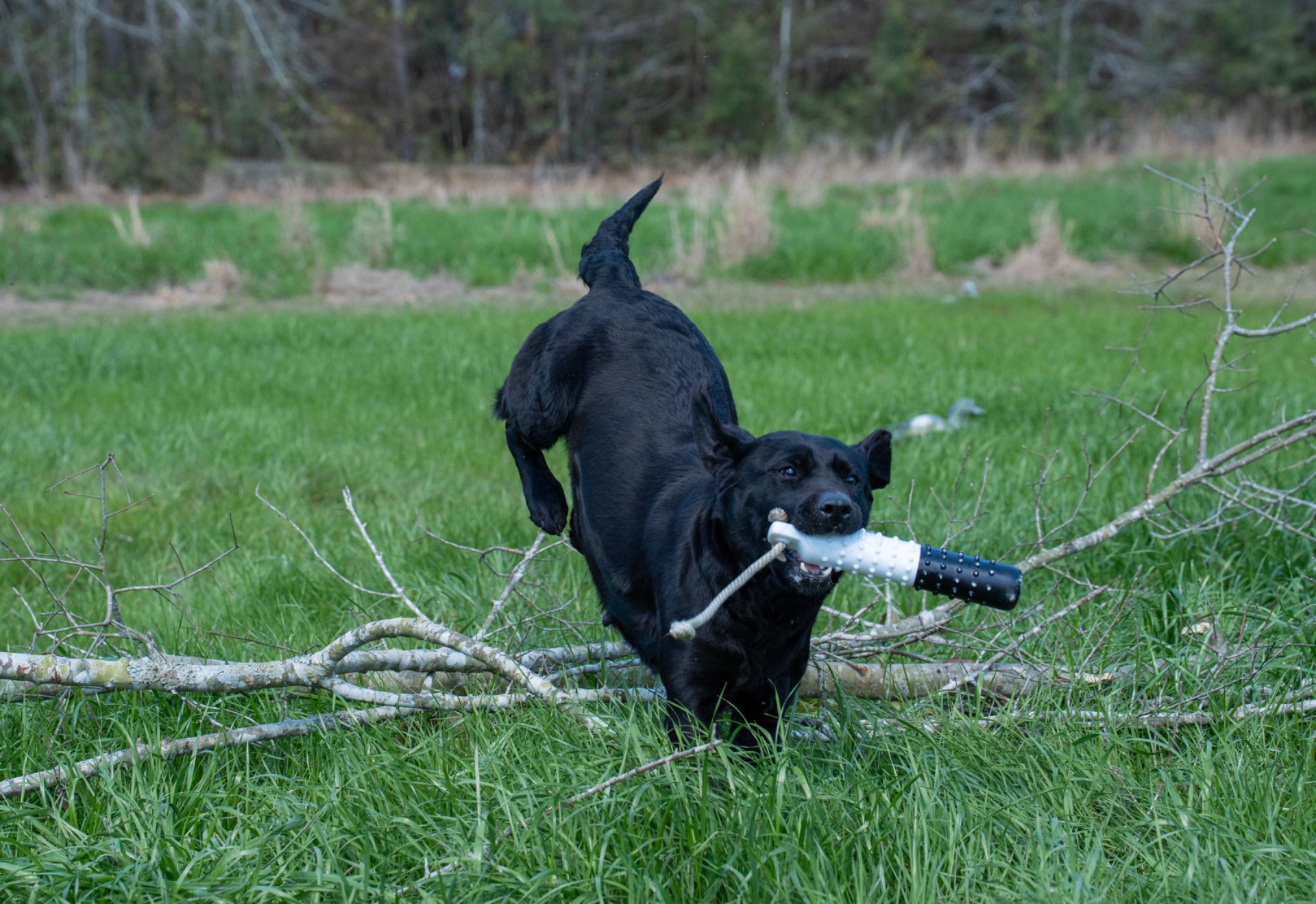 Rose B "Ace's Elite Rose B of Balnaguard Thunder" photo 3