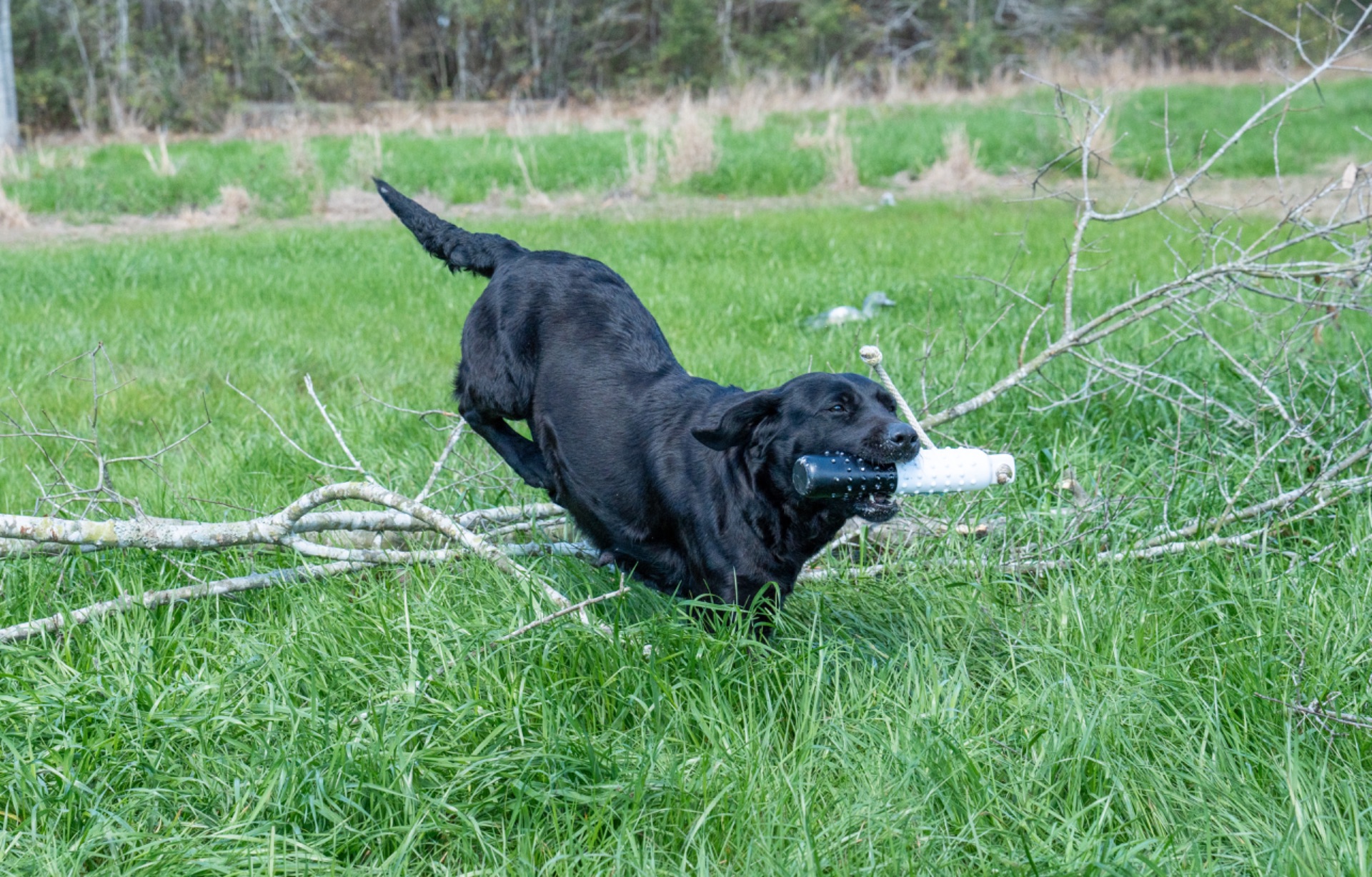 Rose B "Ace's Elite Rose B of Balnaguard Thunder" photo 4