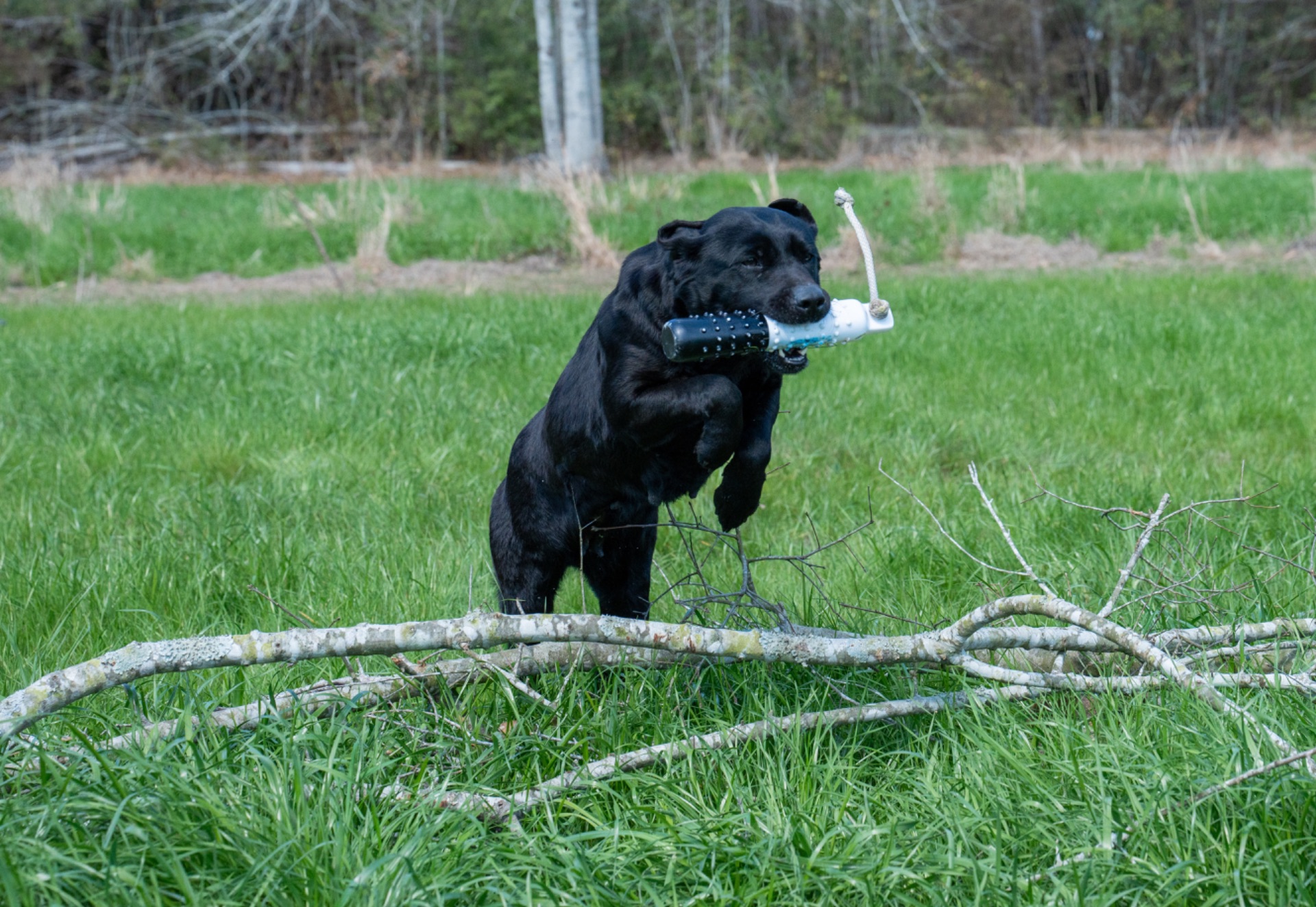 Rose B "Ace's Elite Rose B of Balnaguard Thunder" photo 5