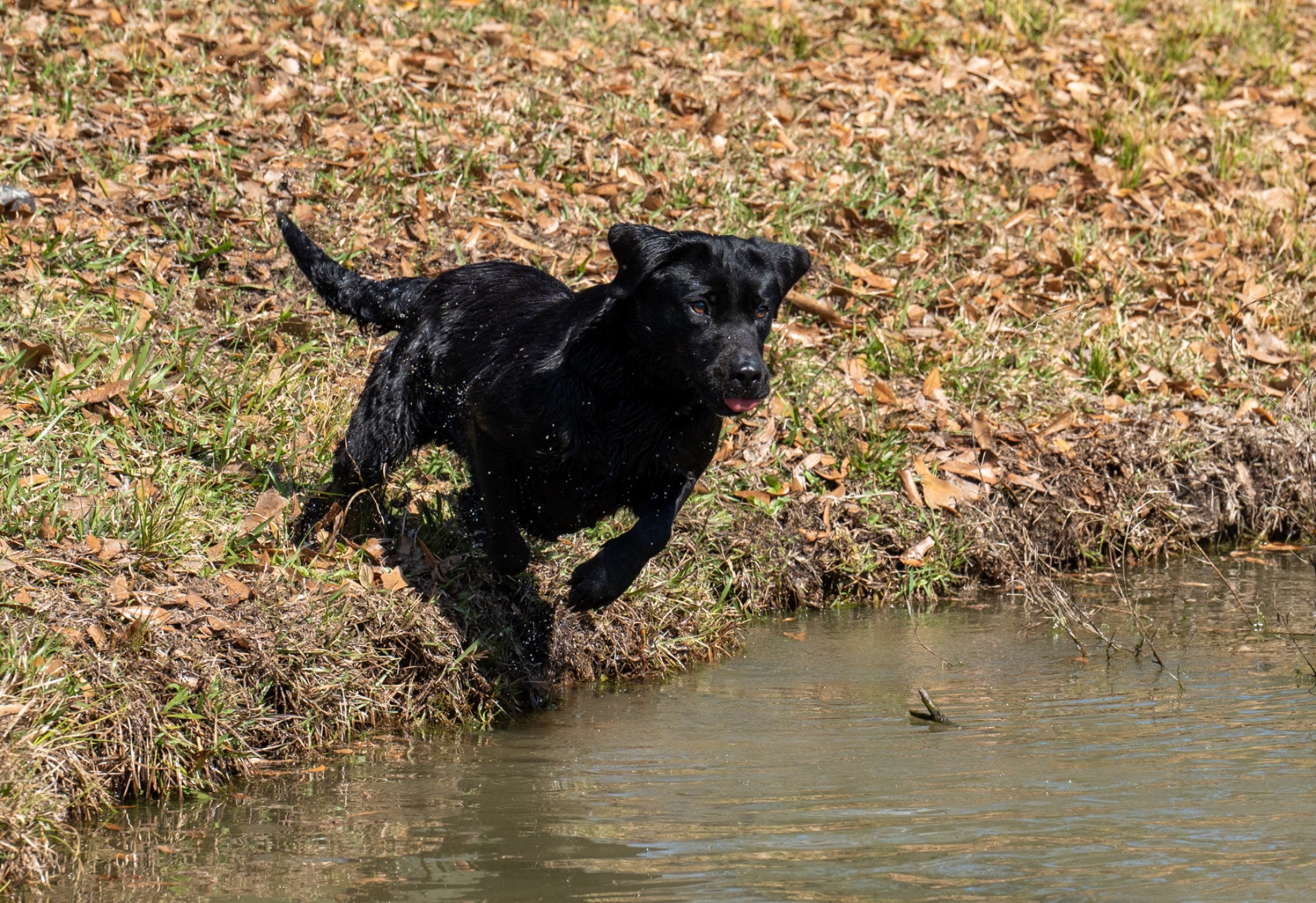 Rose B "Ace's Elite Rose B of Balnaguard Thunder" photo 6