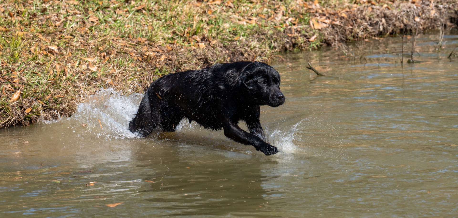 Rose B "Ace's Elite Rose B of Balnaguard Thunder" photo 8