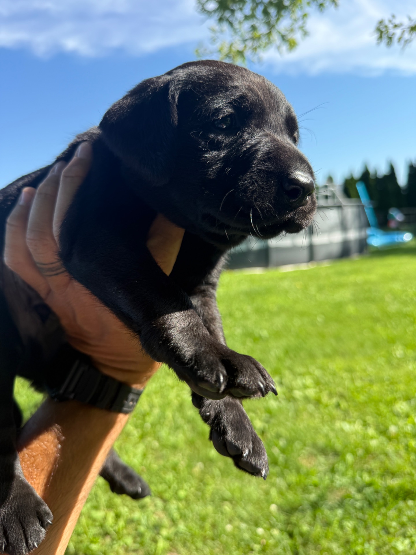 Bruno