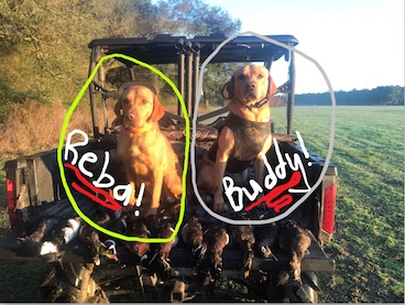 Reba "ELITE ACES LIL O REBA" photo 2