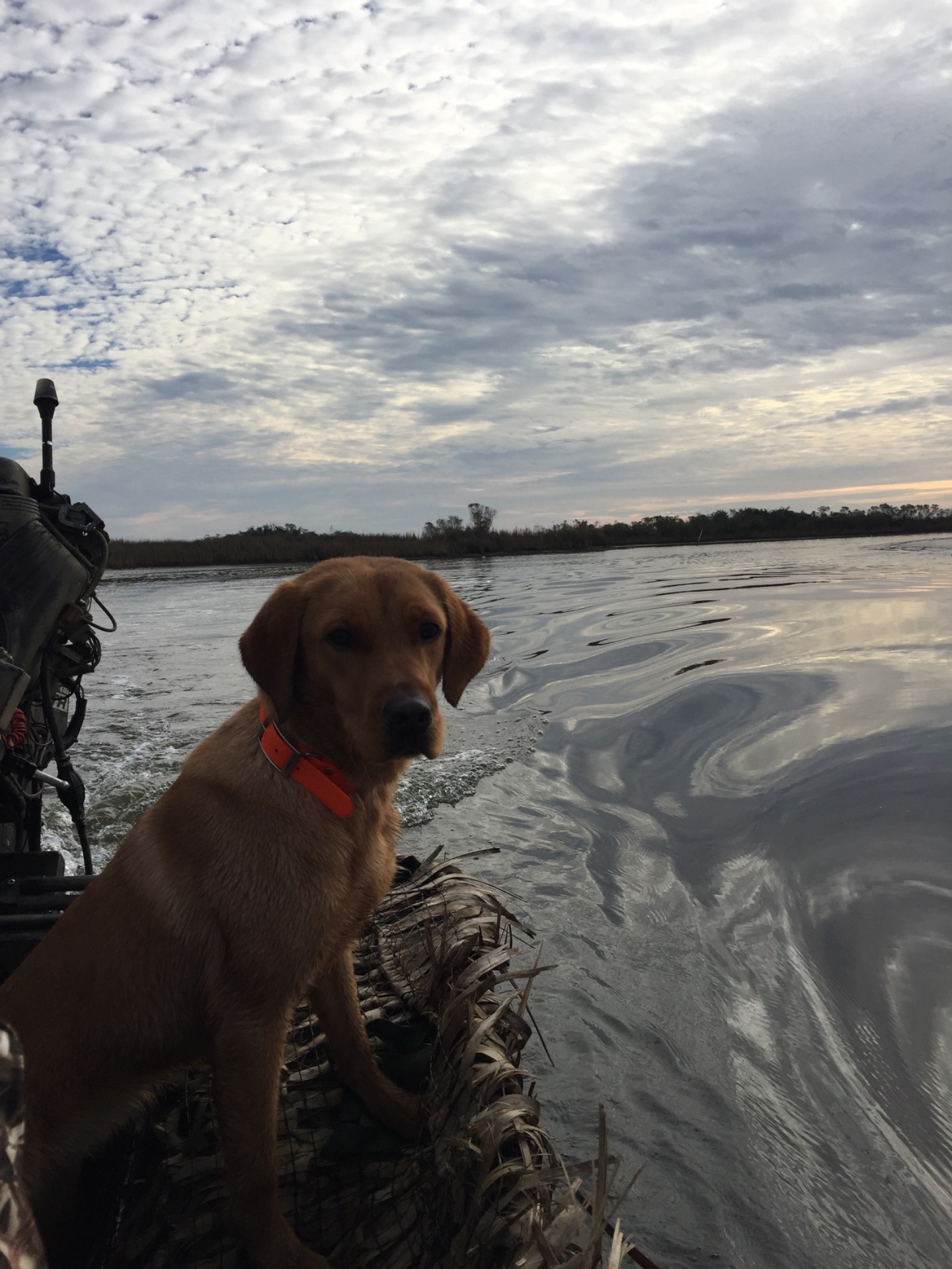 Reba "ELITE ACES LIL O REBA" photo 3