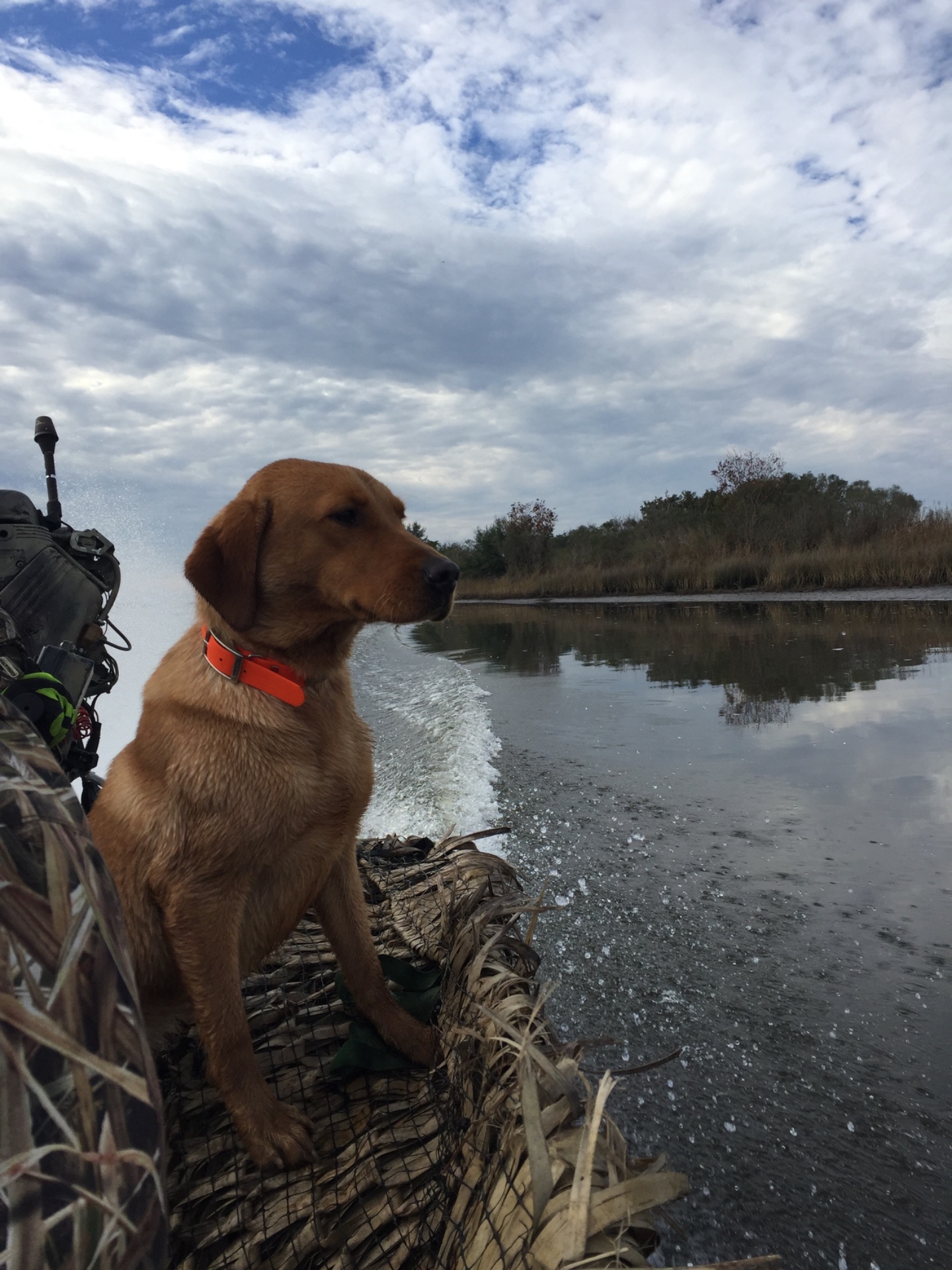 Reba "ELITE ACES LIL O REBA" photo 4