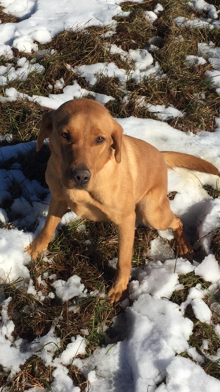 Reba "ELITE ACES LIL O REBA"